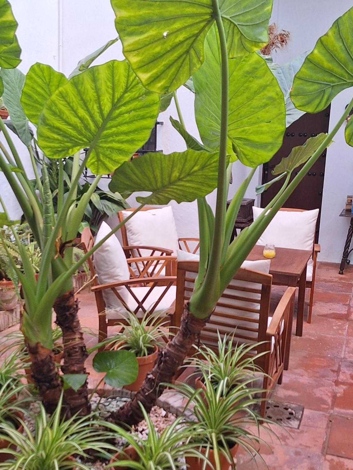 Hostal Gran Capitan Chipiona Esterno foto